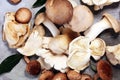 Variety of raw mushrooms on grey table. oyster and other fresh m Royalty Free Stock Photo