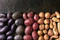 Variety of raw potatoes