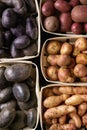 Variety of raw potatoes Royalty Free Stock Photo