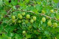 Variety ripe green gooseberries growing on a bush