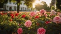 Variety of roses in different colors and stages of bloom in front of a building Royalty Free Stock Photo