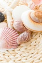 Sea shells