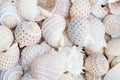 Variety of sea shells Royalty Free Stock Photo