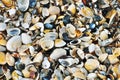Variety of sea shells from beach Royalty Free Stock Photo