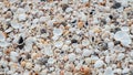 Variety of sea shells in soft colors intricate details and textures Royalty Free Stock Photo