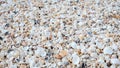 Variety of sea shells in soft colors intricate details and textures Royalty Free Stock Photo