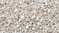 Variety of sea shells in soft colors intricate details and textures Royalty Free Stock Photo