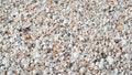 Variety of sea shells in soft colors intricate details and textures Royalty Free Stock Photo