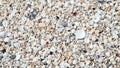 Variety of sea shells in soft colors intricate details and textures Royalty Free Stock Photo