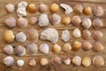 Series of sea shells Royalty Free Stock Photo