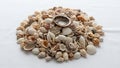 A variety of seashells are arranged in a pile on a white background Royalty Free Stock Photo