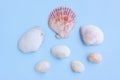 Variety of seashells on blue background Royalty Free Stock Photo