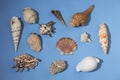 Variety of seashells on blue background Royalty Free Stock Photo