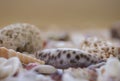 A variety of seashells on blur background. Macro defocused shells. Royalty Free Stock Photo