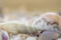 A variety of seashells on blur background. Macro defocused shells. Royalty Free Stock Photo