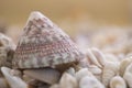 A variety of seashells on blur background. Macro defocused shells. Royalty Free Stock Photo