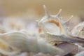 A variety of seashells on blur background. Macro defocused shells. Royalty Free Stock Photo