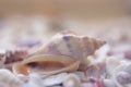 A variety of seashells on blur background. Macro defocused shells. Royalty Free Stock Photo