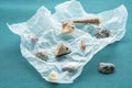 Variety seashells. Collecting sea shells