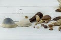 Variety of seashells, corals, shell, starfish, on white background Royalty Free Stock Photo