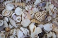 A variety of seashells. Mollusk colorful shells. Seashell texture.