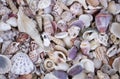 A variety of seashells. Mollusk colorful shells. Seashell texture.