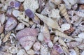 A variety of seashells. Mollusk colorful shells. Seashell texture.