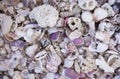 A variety of seashells. Mollusk colorful shells. Seashell texture.