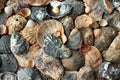 A variety of seashells on sand