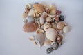 A variety of seashells Royalty Free Stock Photo