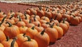 Pumpkins for sale