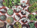 Variety of small cactus plants in plastic pots Royalty Free Stock Photo