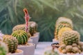 Variety of Small cactus and succulent plants in various pots to decorate Royalty Free Stock Photo