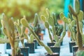 Variety of Small cactus and succulent plants in various pots to decorate Royalty Free Stock Photo