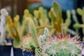 Variety of Small cactus and succulent plants in various pots Royalty Free Stock Photo