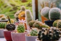 Variety of Small cactus and succulent plants in various pots to decorate Royalty Free Stock Photo