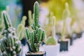 Variety of Small cactus and succulent plants in various pots Royalty Free Stock Photo