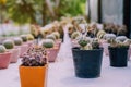 Variety of Small cactus and succulent plants in various pots Royalty Free Stock Photo