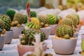 Variety of Small cactus and succulent plants in various pots Royalty Free Stock Photo