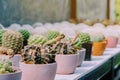 Variety of Small cactus and succulent plants in various pots Royalty Free Stock Photo