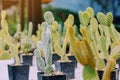 Variety of Small cactus and succulent plants in various pots to decorate Royalty Free Stock Photo