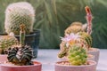 Variety of Small cactus and succulent plants in various pots Royalty Free Stock Photo