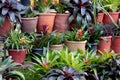 Variety of small potted plants in botanical garden