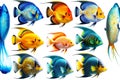 Variety of species of exotic fish of underwater world tropical fish isolated on white background