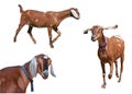 Variety of Spotted Nubian Goats Isolated