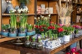 Variety of spring decorative beautiful potted plants such as hyacinth bulbs, flowering white daffodil and red begonia on Royalty Free Stock Photo