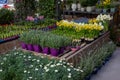 Variety of spring flowers in pots such as daffodils, hyacinths, lavender, daisies in a garden shop for sale Royalty Free Stock Photo