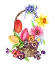 A variety of spring flowers: tulips, pansies, violets, daisy, gerbera, narcissus in a wicker basket Royalty Free Stock Photo