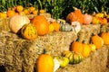 Variety Of Squash & Pumpkins For Halloween Royalty Free Stock Photo