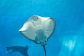 The variety of stingrays behind the glass with underwater sea life Royalty Free Stock Photo